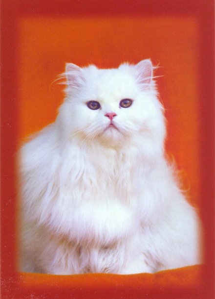 chat_01