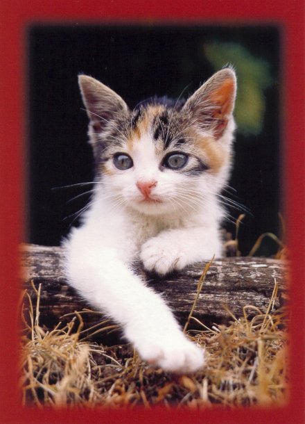 chat_02
