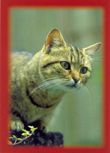 chat_04