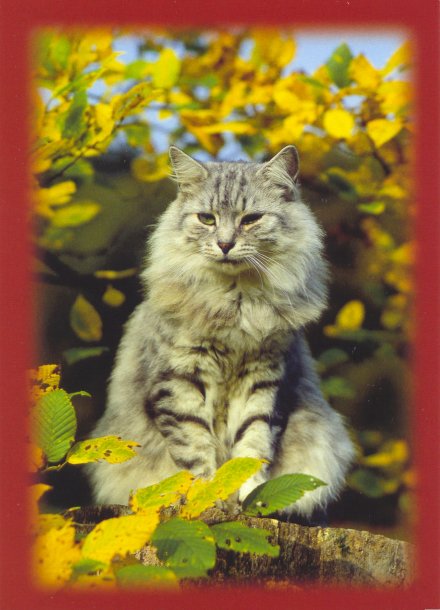 chat_05