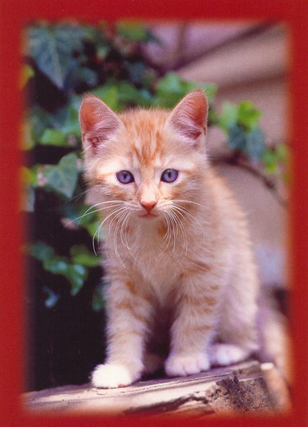 chats_11