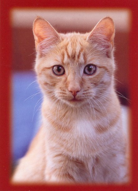 chats_13