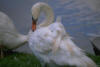 cygne_06