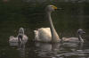 cygne_08