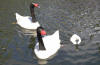 cygne_10
