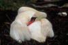cygnes_11