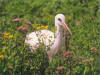 cigogne_01