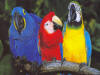 oiseaux