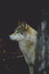 loup_12