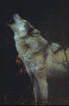 loup_13