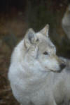 loup_14