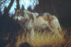 loup_09