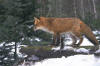 renard_01