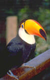 oiseaux_08