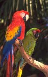 oiseaux_09