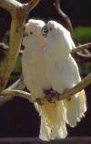 oiseaux_10