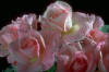 roses_03