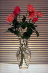roses_16