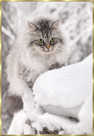 photos_chat_01