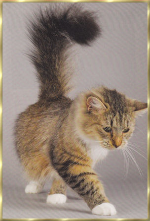 photos_chat_03