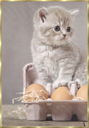 photos_chat_04