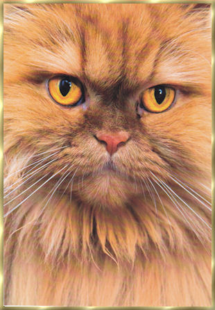photos_chat_05